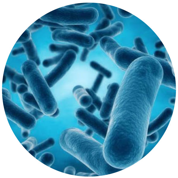 NutraPep Synbiotics Probiotic Prebiotic Postbiotic