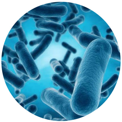 NutraPep Synbiotics Probiotic Prebiotic Postbiotic