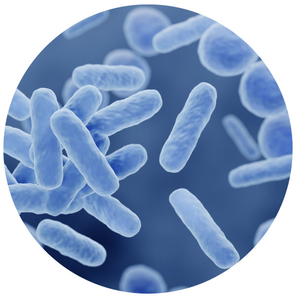 NutraPep Synbiotics Probiotic Prebiotic Postbiotic