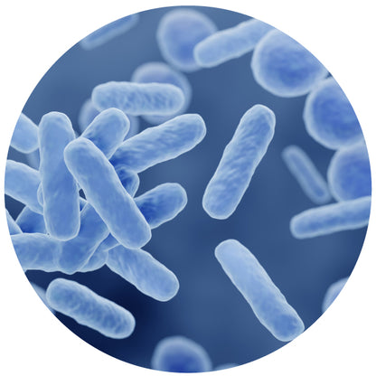 NutraPep Synbiotics Probiotic Prebiotic Postbiotic